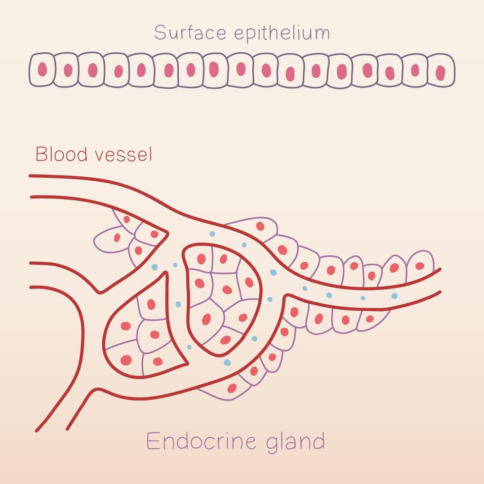 Endocrine gland formation from surface epithelium of human physiology histology illustration vector