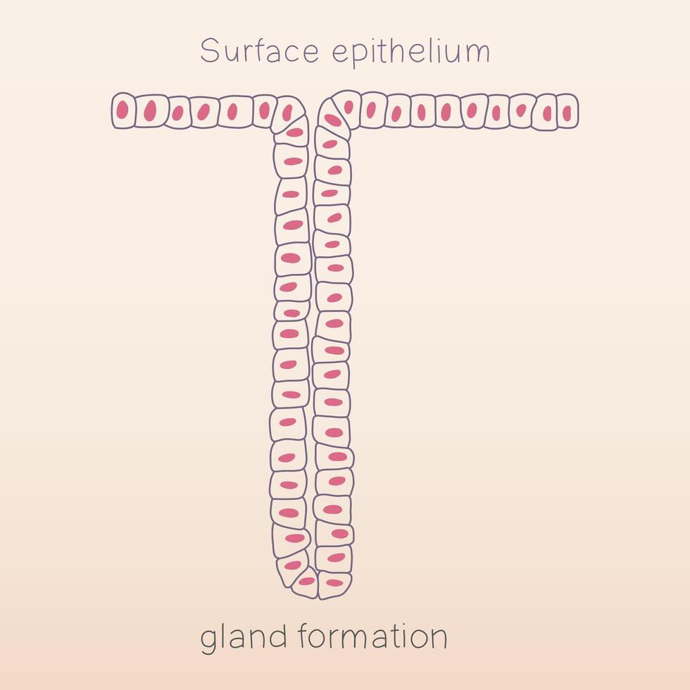 Gland formation from surface epithelium of human physiology histology illustration vector