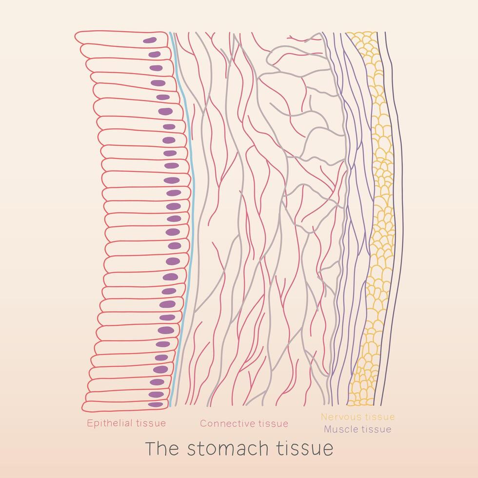 The Stomach tissue line art consist of epithelial tissue, connective tissue, muscle tissue, and nervous tissue, human organ physiology histology illustration vector