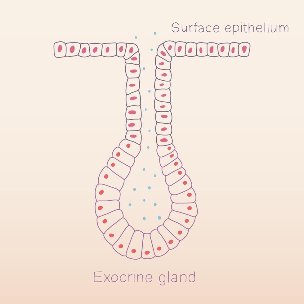 Exocrine gland formation from surface epithelium of human physiology histology illustration vector