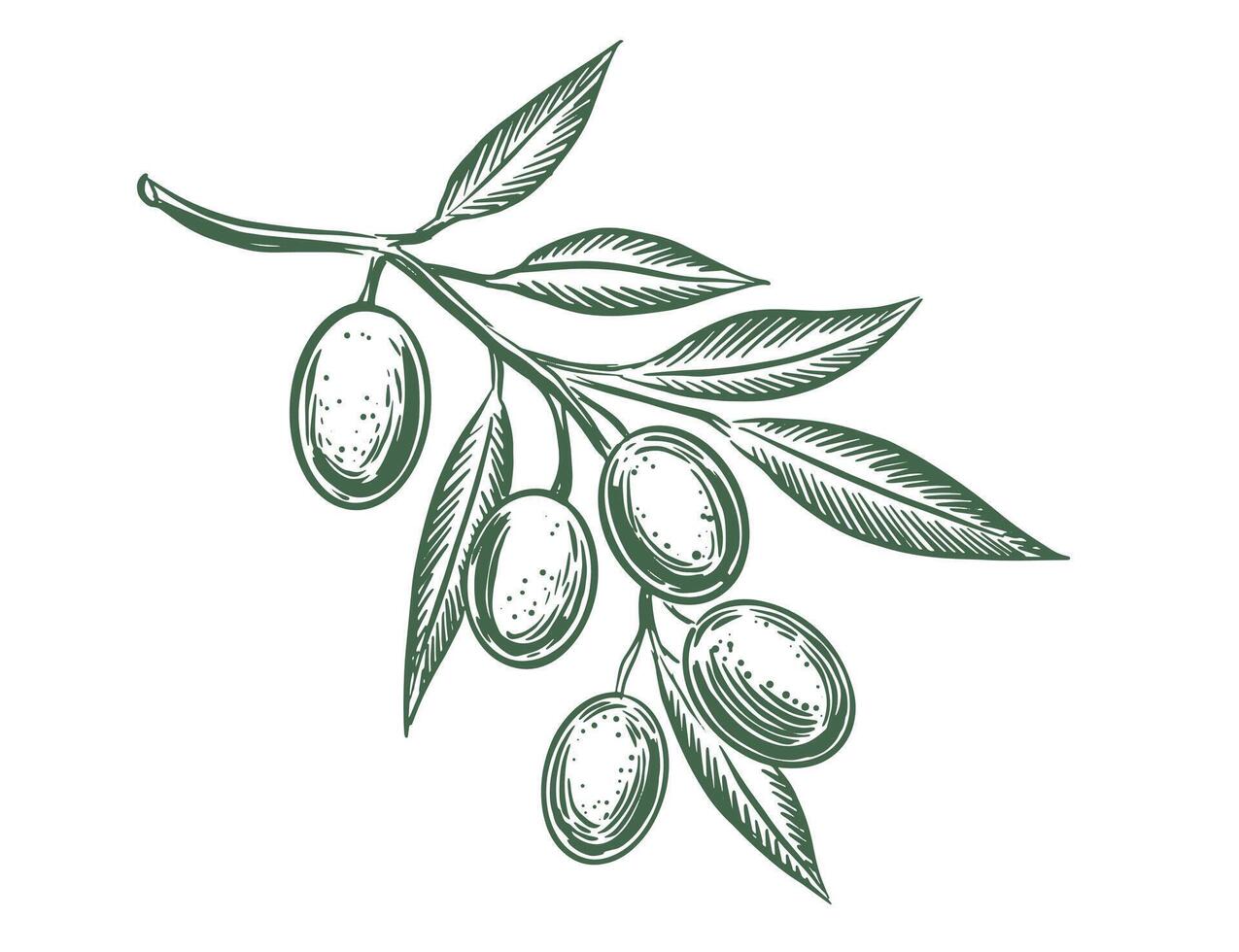 Olive branch with olives and leaves vector