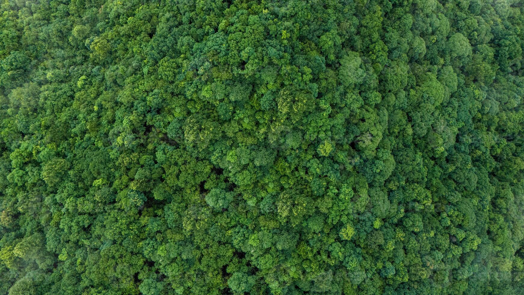 Green forest, bird's eye view of green trees in the forest. Nature of the forest full of green trees. Concept of carbon neutrality and net zero emissions for a sustainable green environment. photo