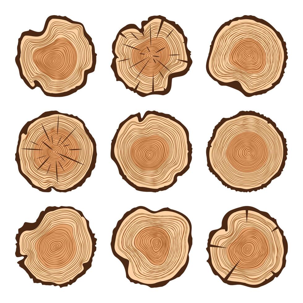 Round tree trunk cuts with cracks, sawn pine or oak slices, lumber. Saw cut timber, wood. Brown wooden texture with tree rings. Hand drawn sketch. illustration vector