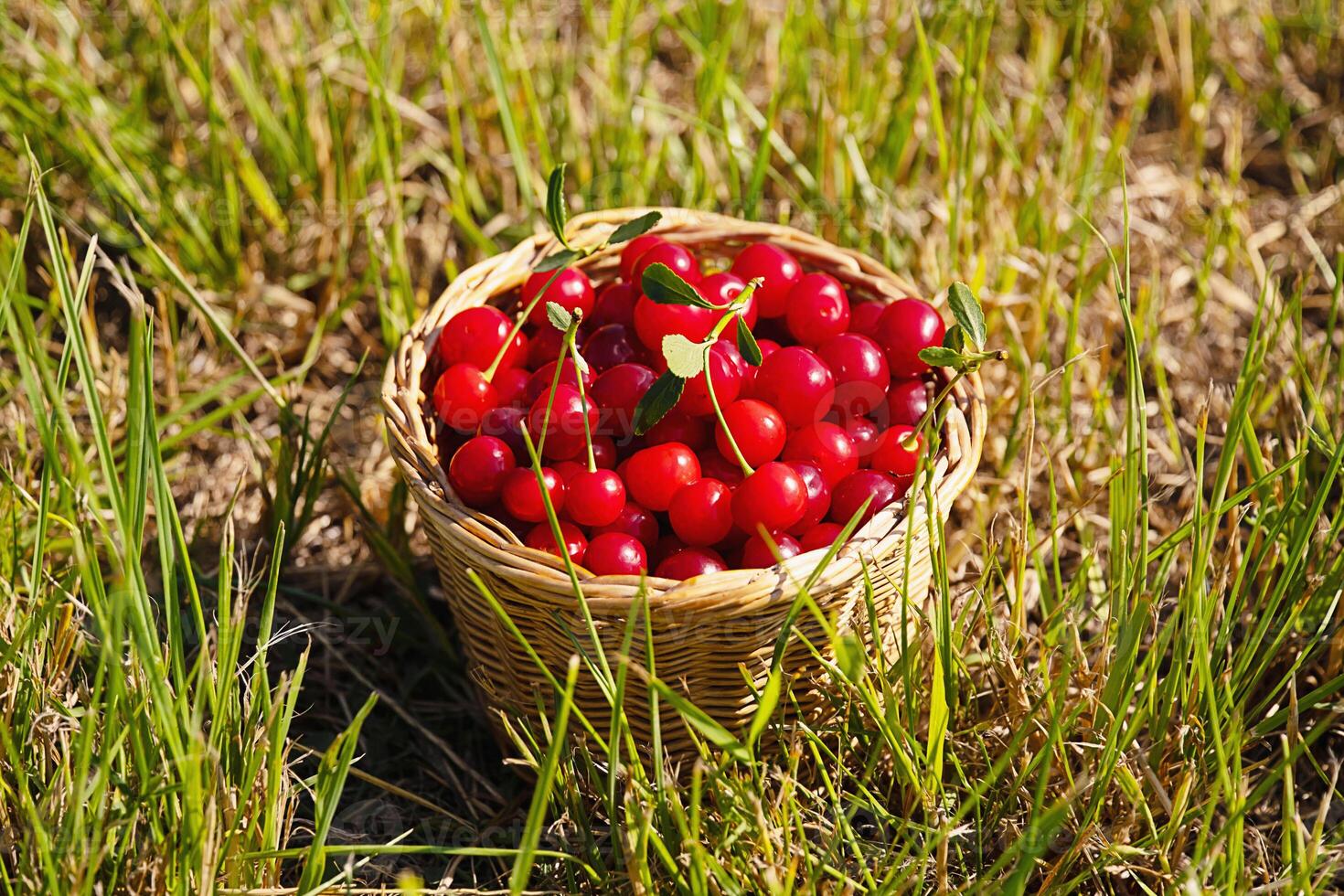 Ripe red cherry in a woven basket sitting in green grass. Freshly picked fruit harvest for healthy eating and baking. photo