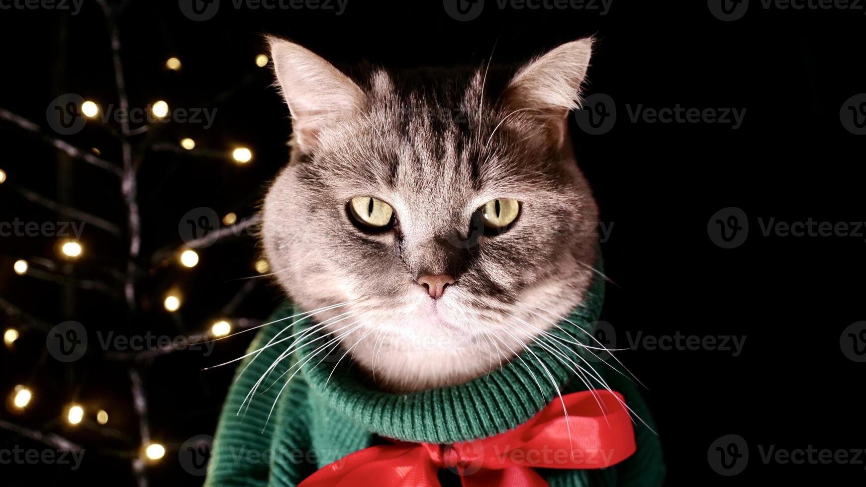Scottish straight cat in green sweater and red tie bow on Happy New Year's holiday, celebrating Merry Christmas. Pet sitting on the black background photo