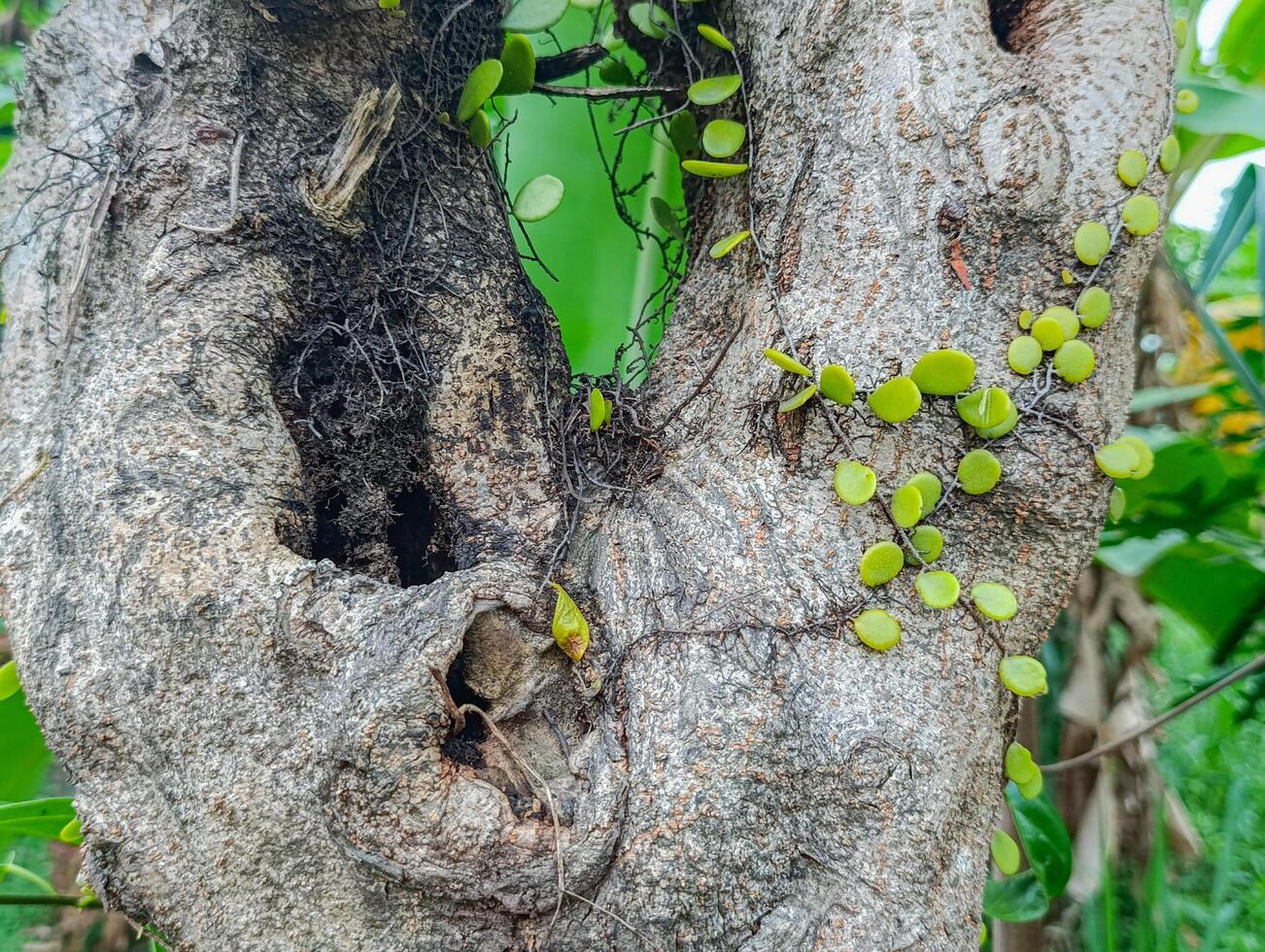 Tree Trunk Covered in Vines and Interesting Bark Texture photo