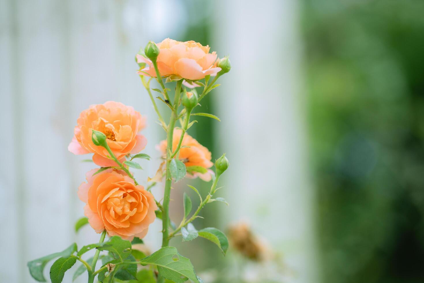 Orange roses on fresh green leaf background and bokeh blurred with shallow depth of field. Soft focus. photo