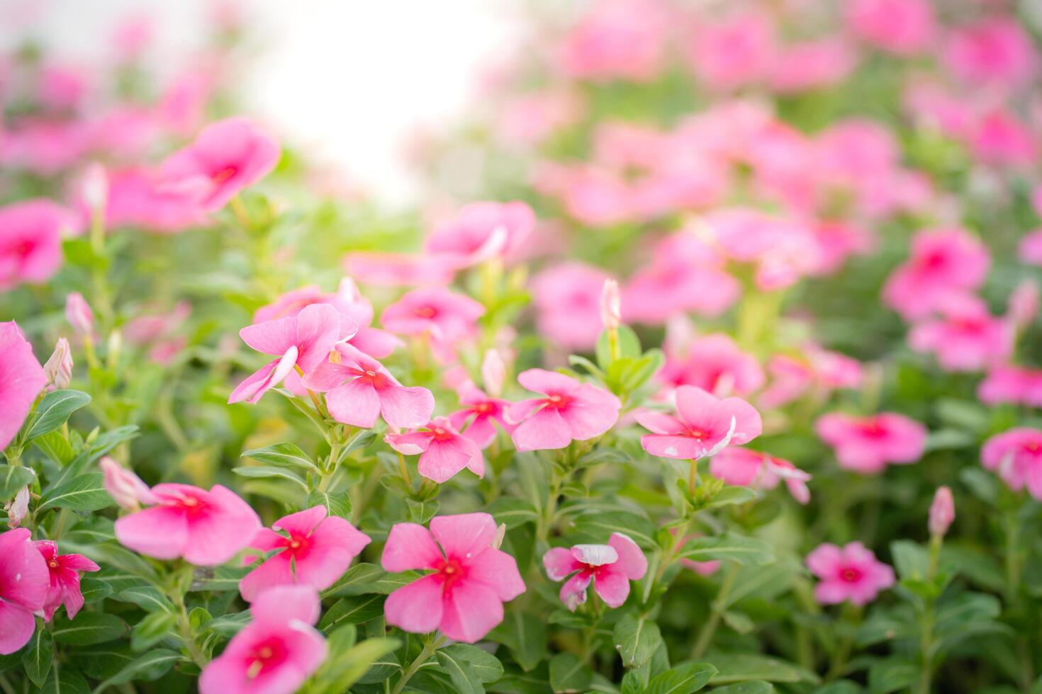 Pink Madagasgar periwinkle or Catharanthus roseus with drop of water blooming in garden photo