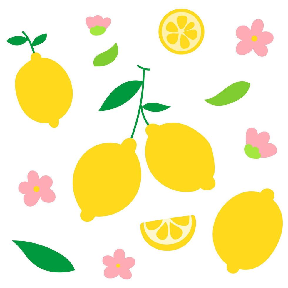 lemon with green leaves, lemon slice and white flower, citrus fruit botanical vector