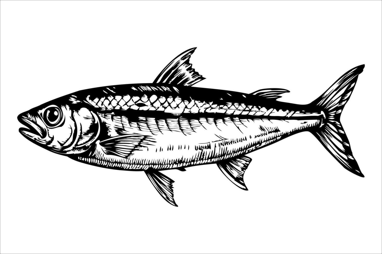 A detailed illustration of a fish, showcasing its scales, fins, and streamlined body. The fish is depicted in a realistic style, emphasizing its anatomical features. vector