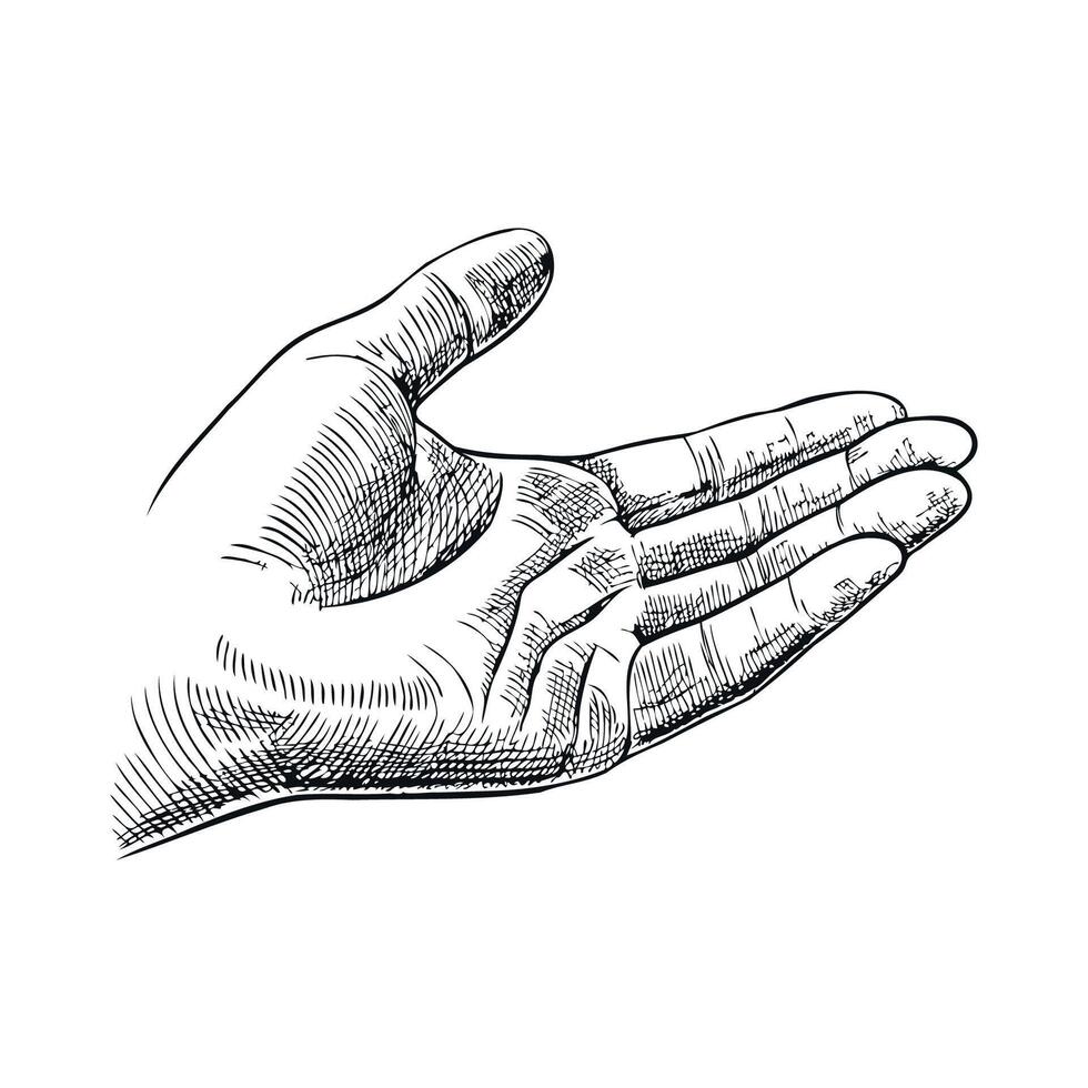 A detailed sketch of an open human hand, palm facing up. The hand is depicted with realistic lines and shading, showcasing the structure and features of the fingers and palm. vector
