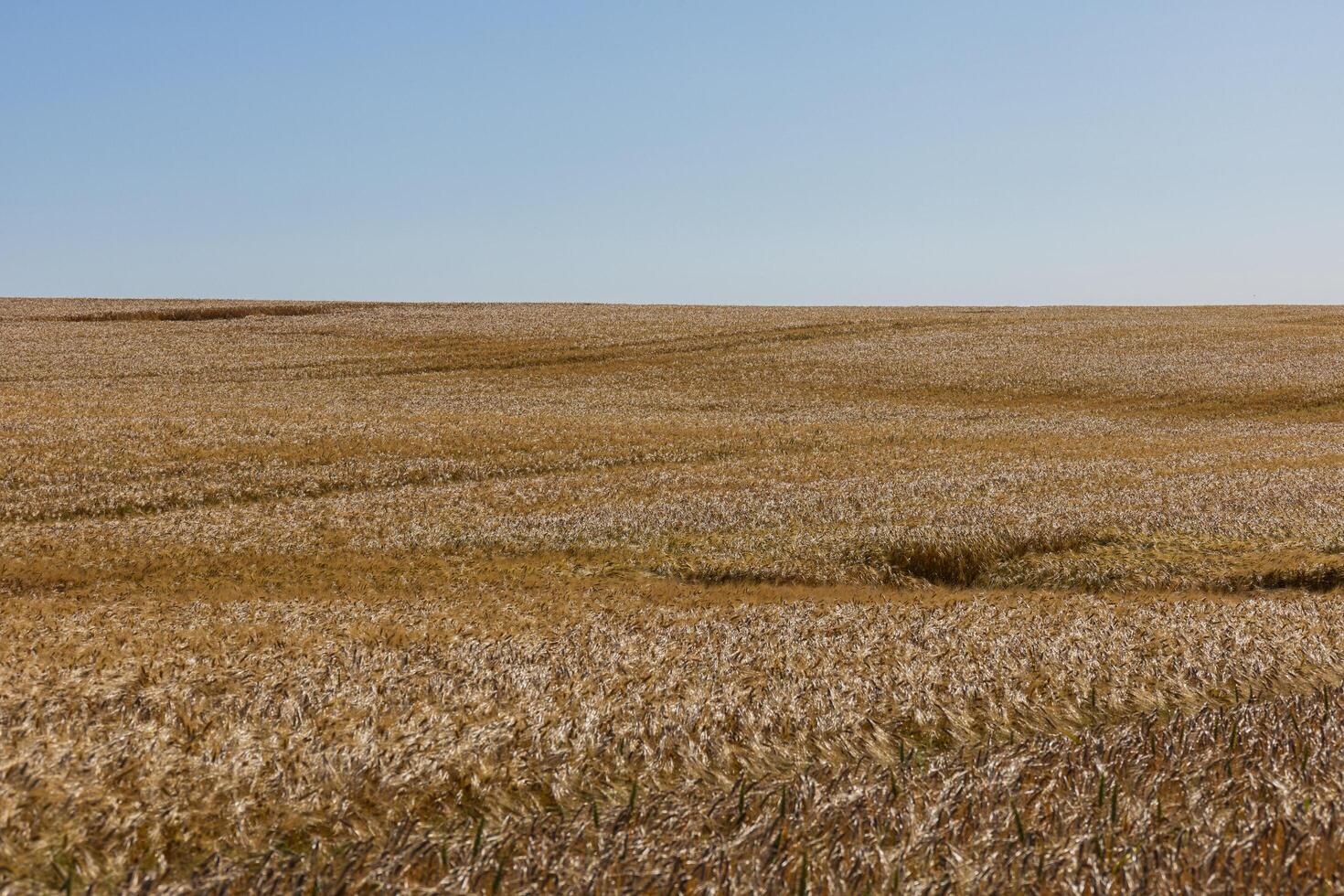 A vast expanse of golden barley sways gently in the breeze, under a bright blue sky, showcasing the tranquility of farmland photo