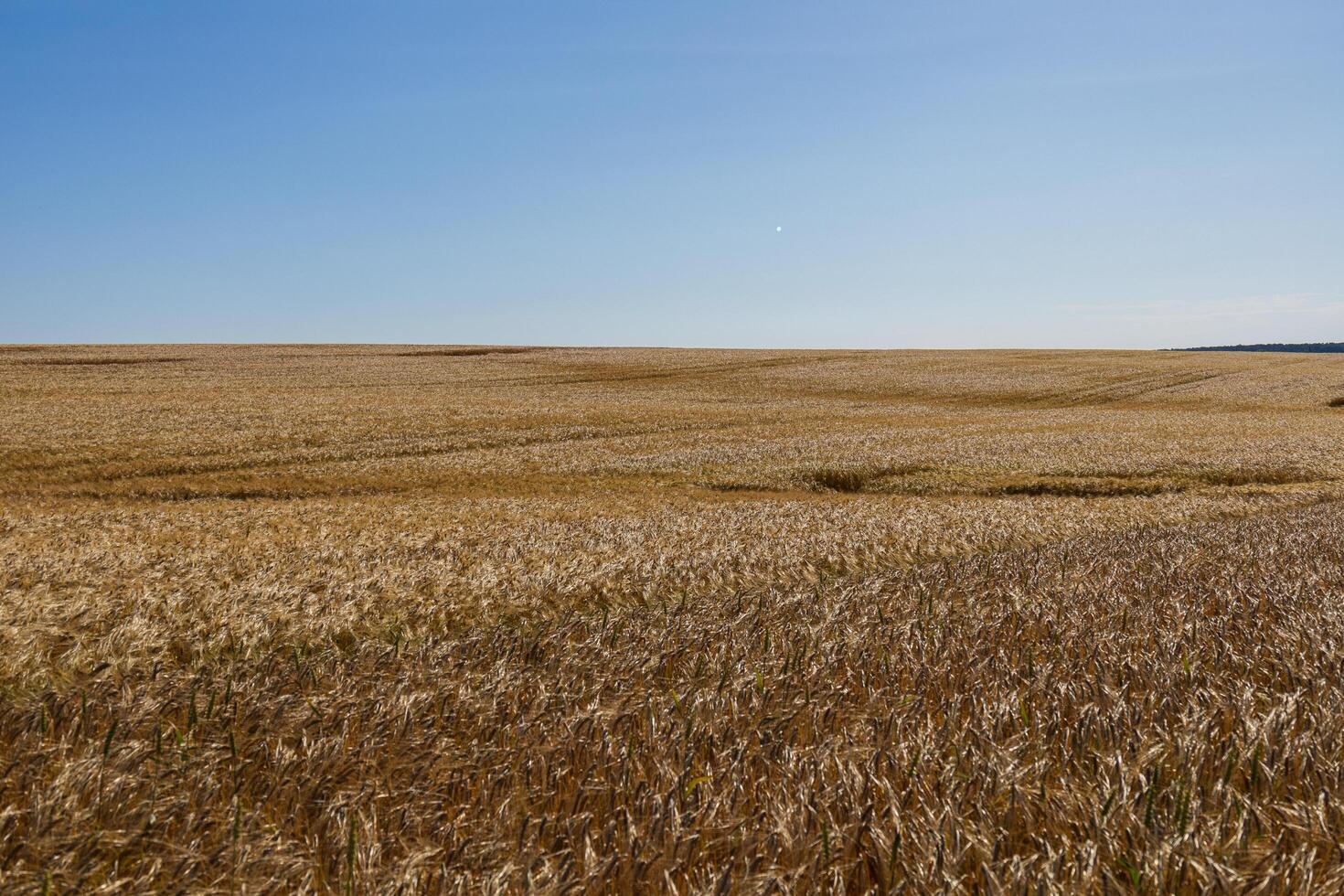 Lush barley stands tall in a vast field, swaying gently under the warm summer sun with a clear blue sky above photo