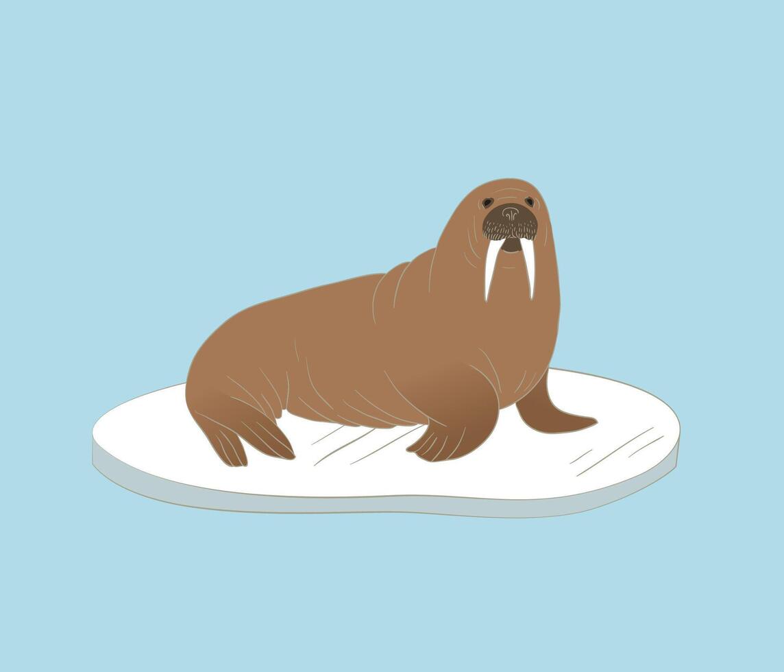 Walrus on the ice illustration. Large flippered marine mammal from Arctic vector