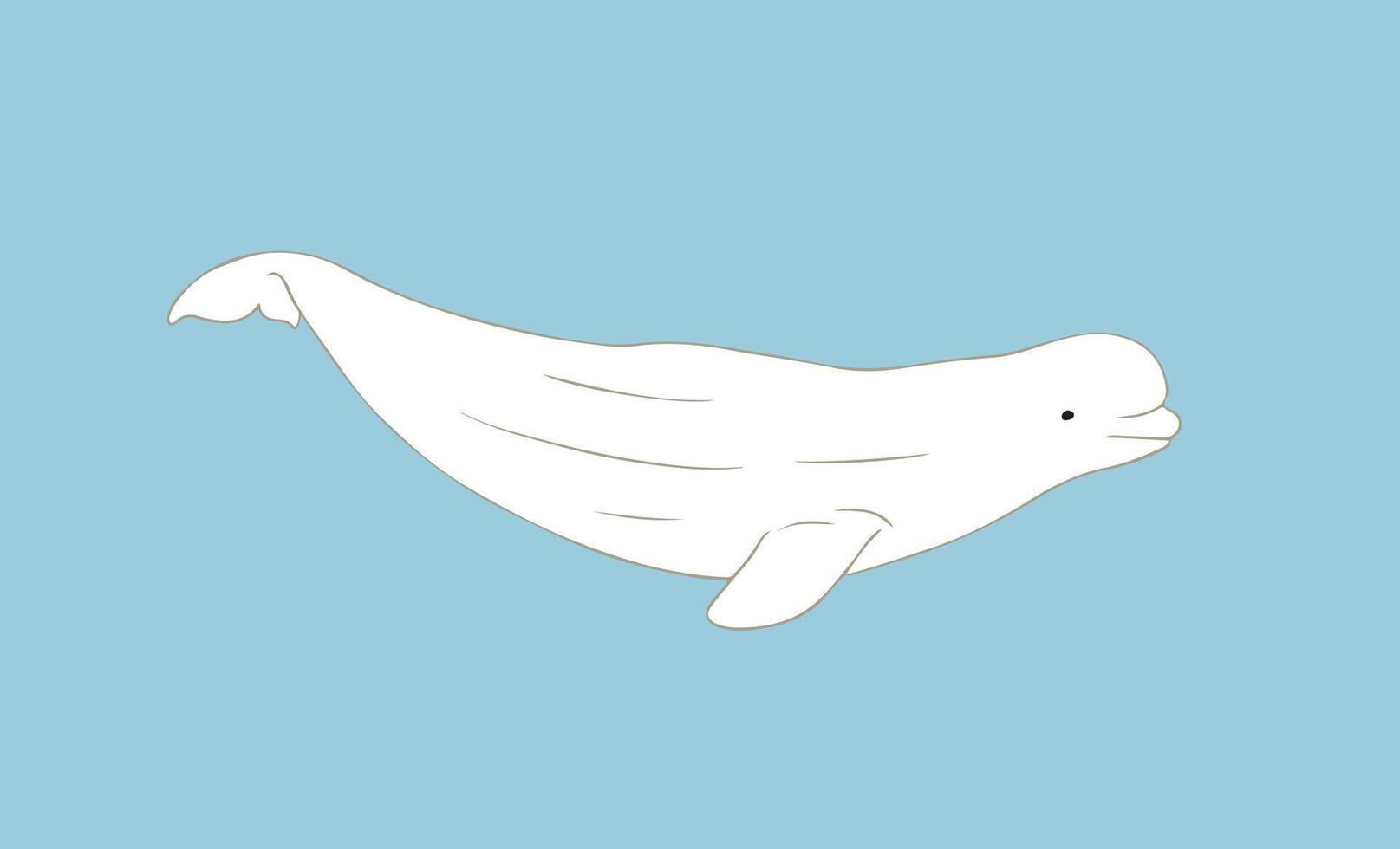 Cute Beluga whale illustration on blue background. Arctic cetacean white whale or sea canary vector