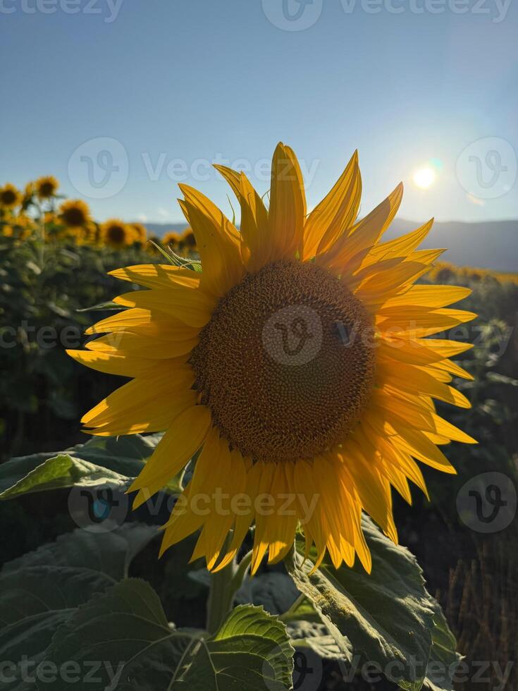 A sunflower in a field with the sun shining photo