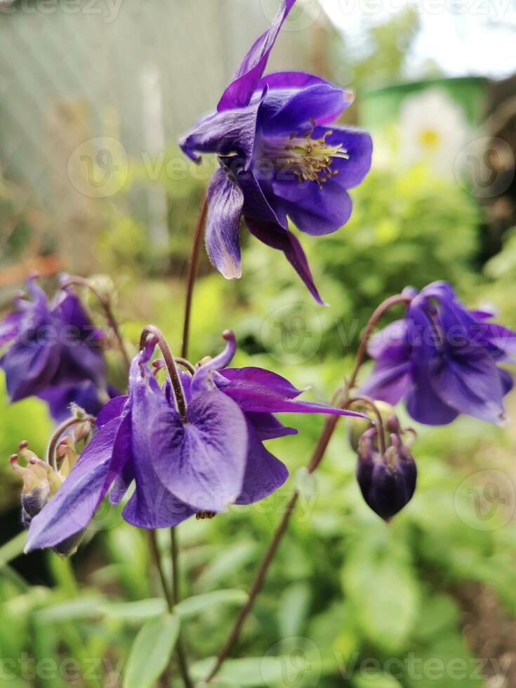 Purple Columbine. Close-up of delicate Columbine flowers in the garden photo
