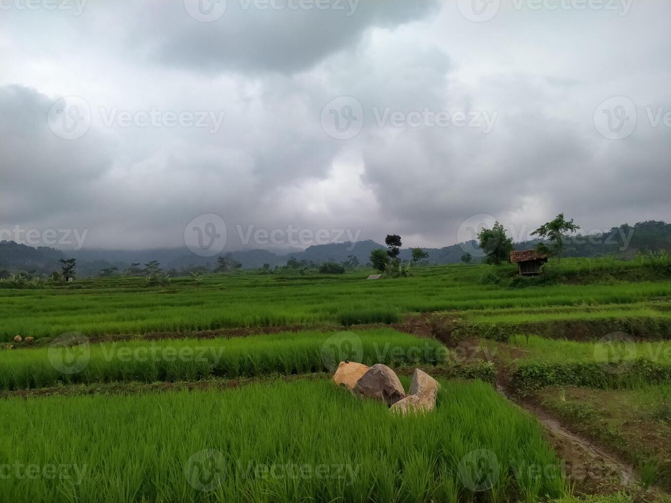 a view of a rice field with a mountain in the background photo