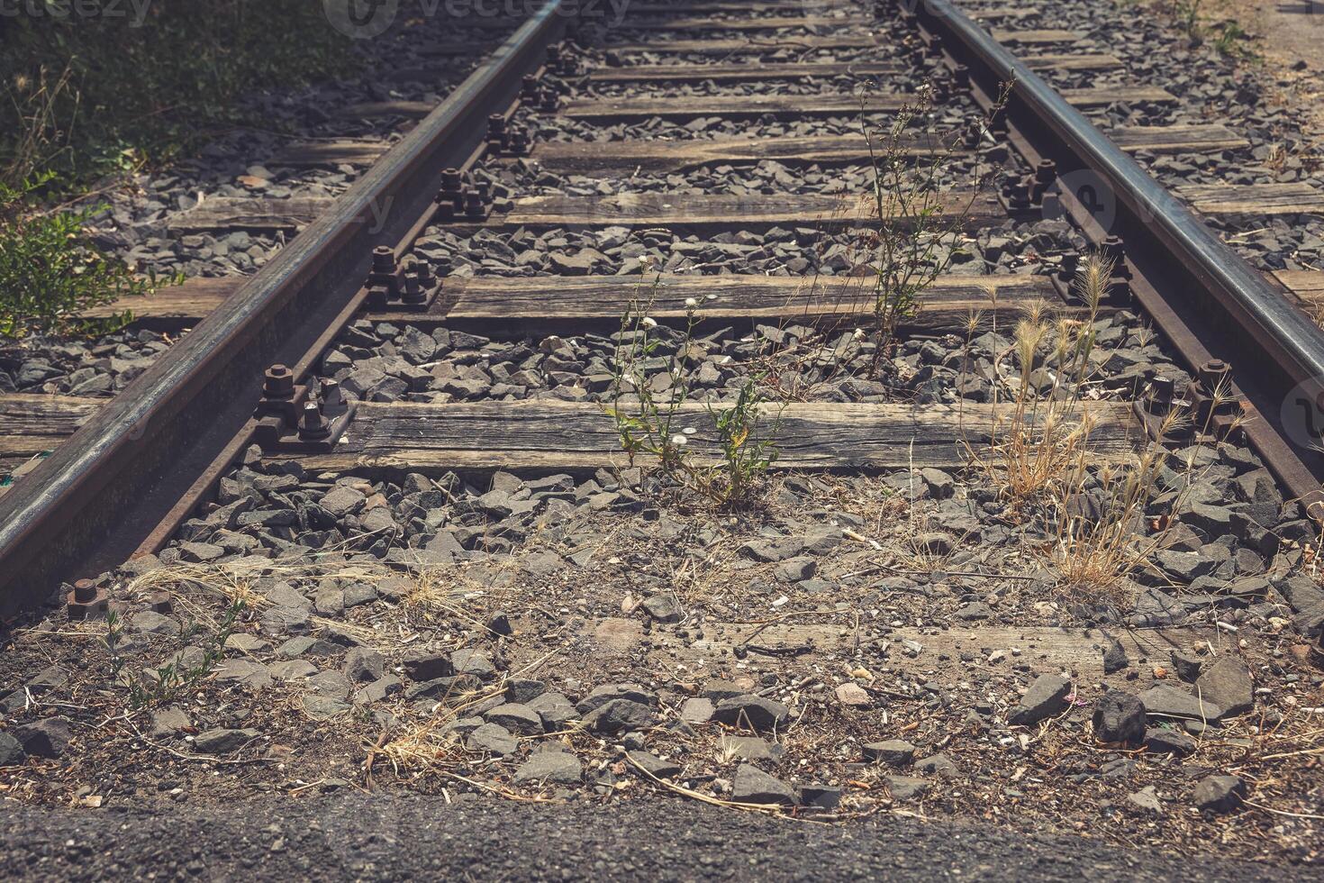 Rusty railway tracks weave through nature's reclamation in a tranquil rural setting photo