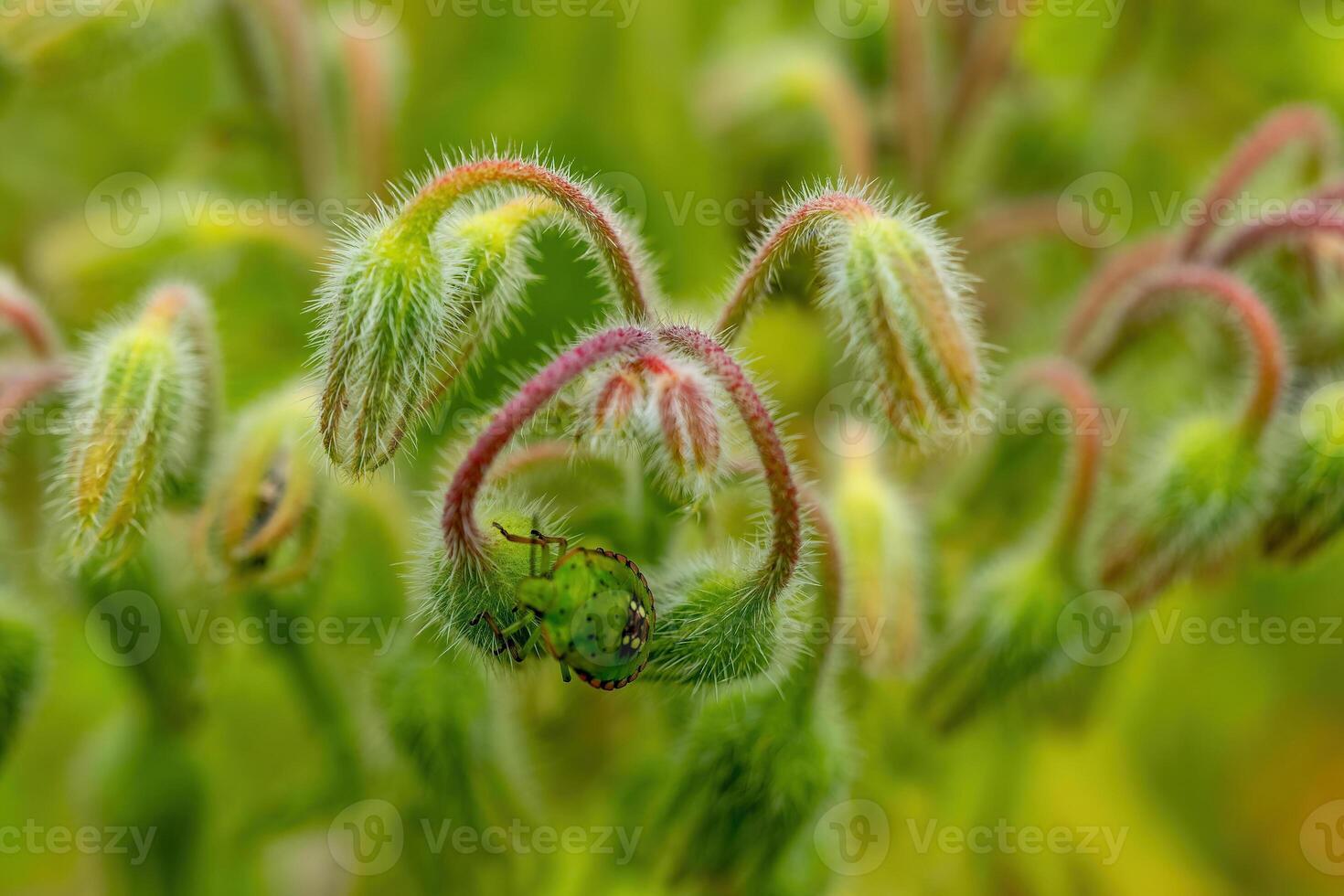 Nature's delicate masterpiece reveals a tiny world of green curls and intricate details in a sunlit meadow photo