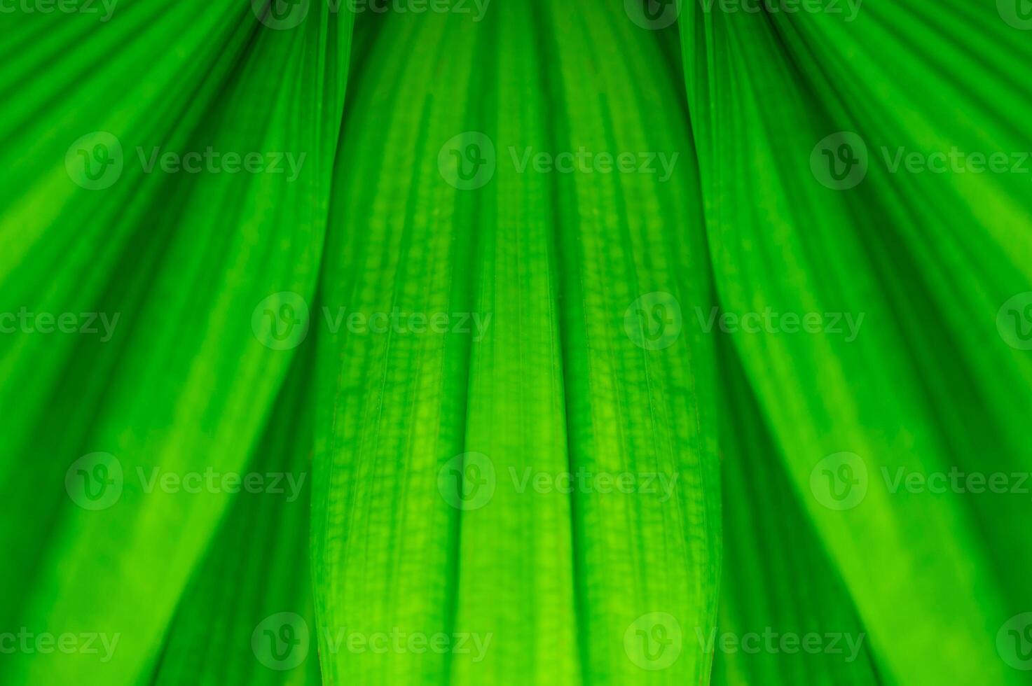 17 The natural background of palm leaves in a tropical forest. photo
