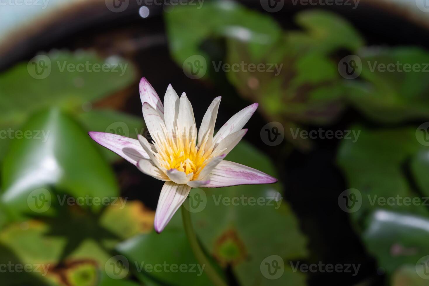 A white water lily in a pond with green leaves photo