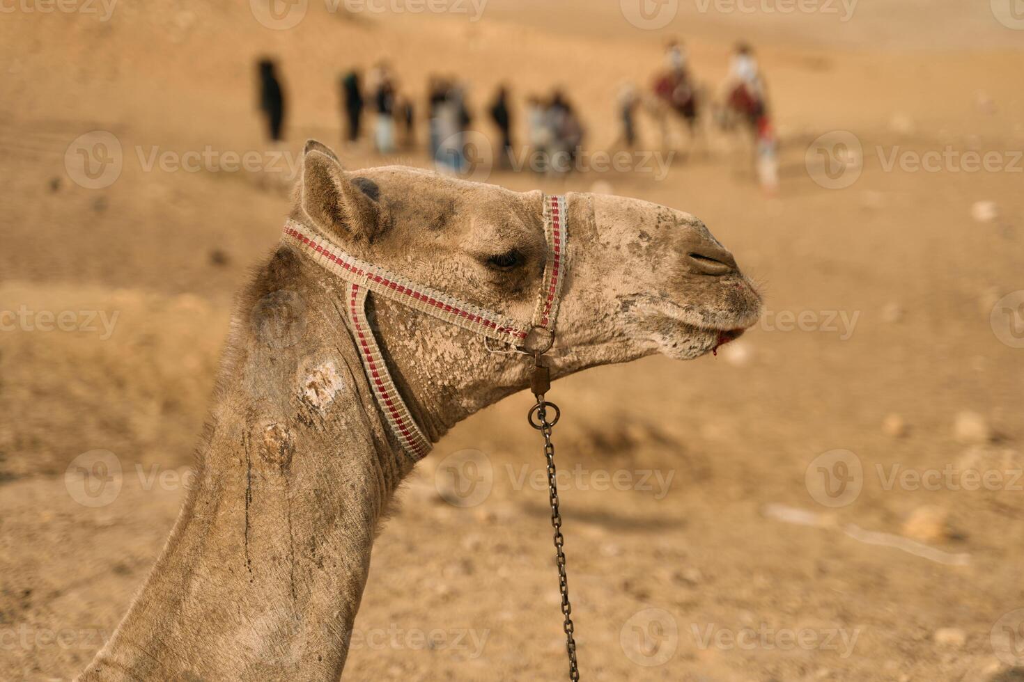 A stunning Camel Portrait set against a beautiful Desert Landscape featuring Tourists photo