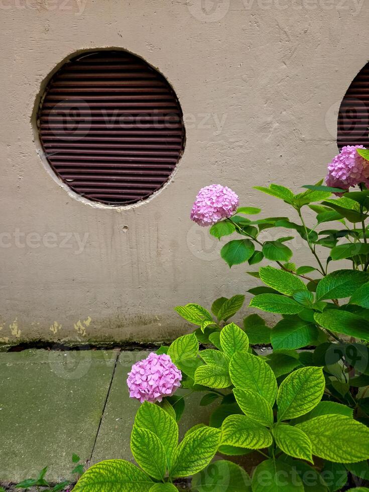 Two pink hydrangea blooms grow beside a worn beige wall with a round, louvered air vent. The vibrant flowers and bright green leaves contrast with the aged urban surface. photo