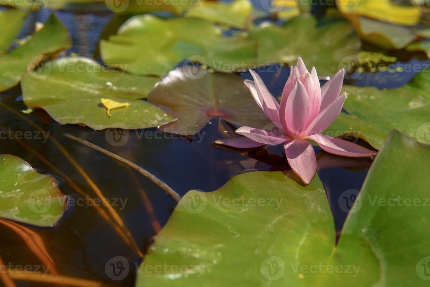 A pink water lily flower floating on the water surface among green leaves. The flower looks fresh and bright against the calm water background. photo