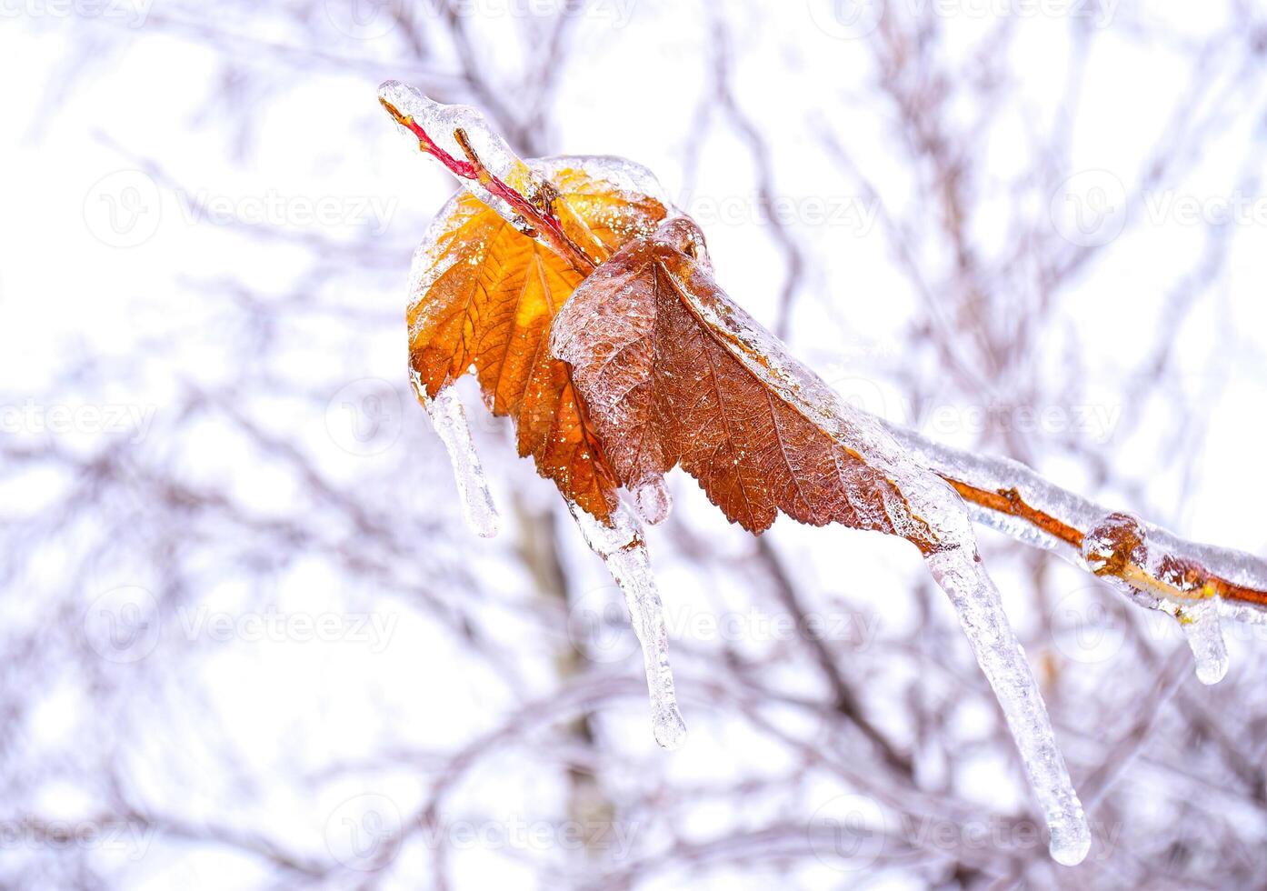 leaves growing on a branch covered with ice photo