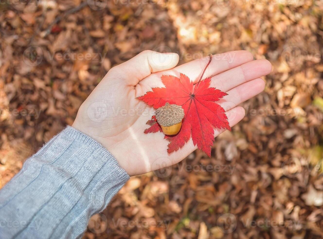 Female hand holding the acorn and red maple leaf on a background of brown autumn dry grass and branches photo