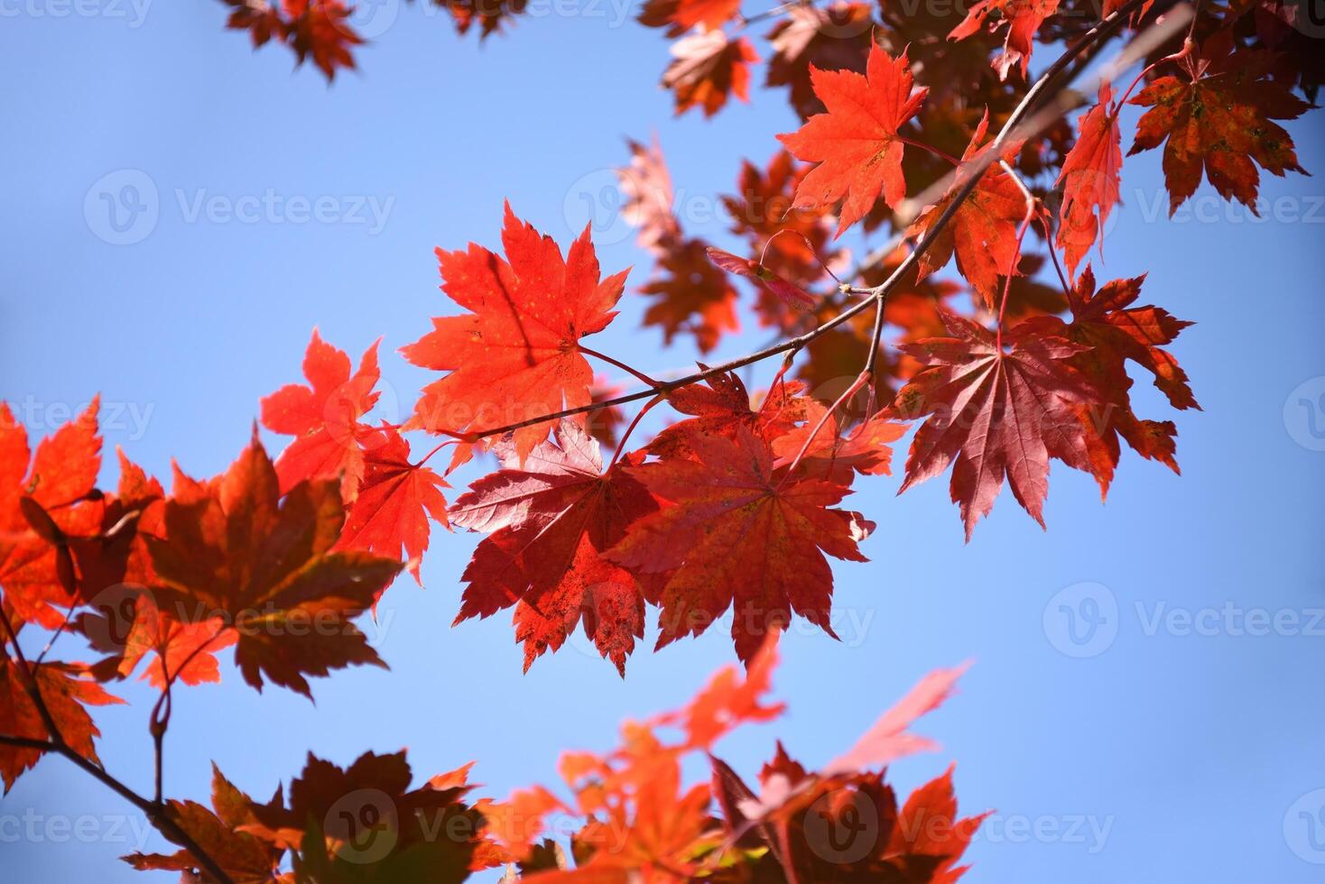 Maple branch with autumn red leaves on a blue sky background photo