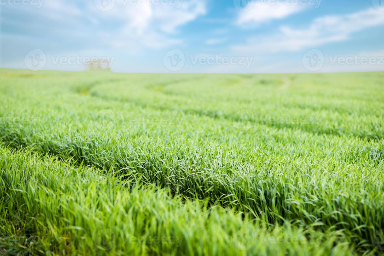 grass on a meadow with paths against a cloudy sky photo