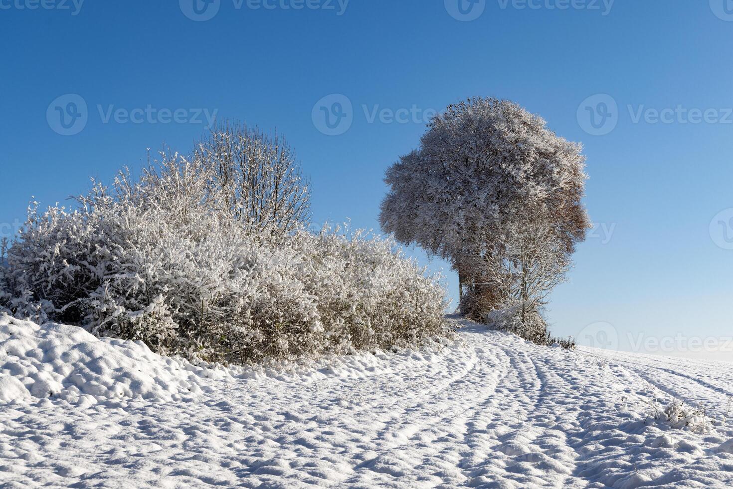 Bald trees covered with hoarfrost stand on snowy hills in the sunlight photo