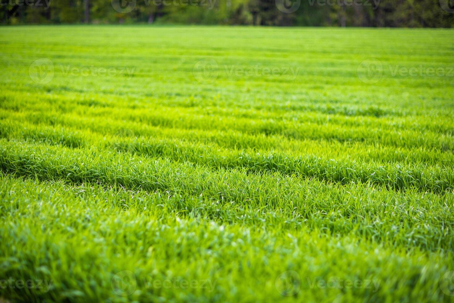 Close up on grass on a meadow with paths against a cloudy sky photo