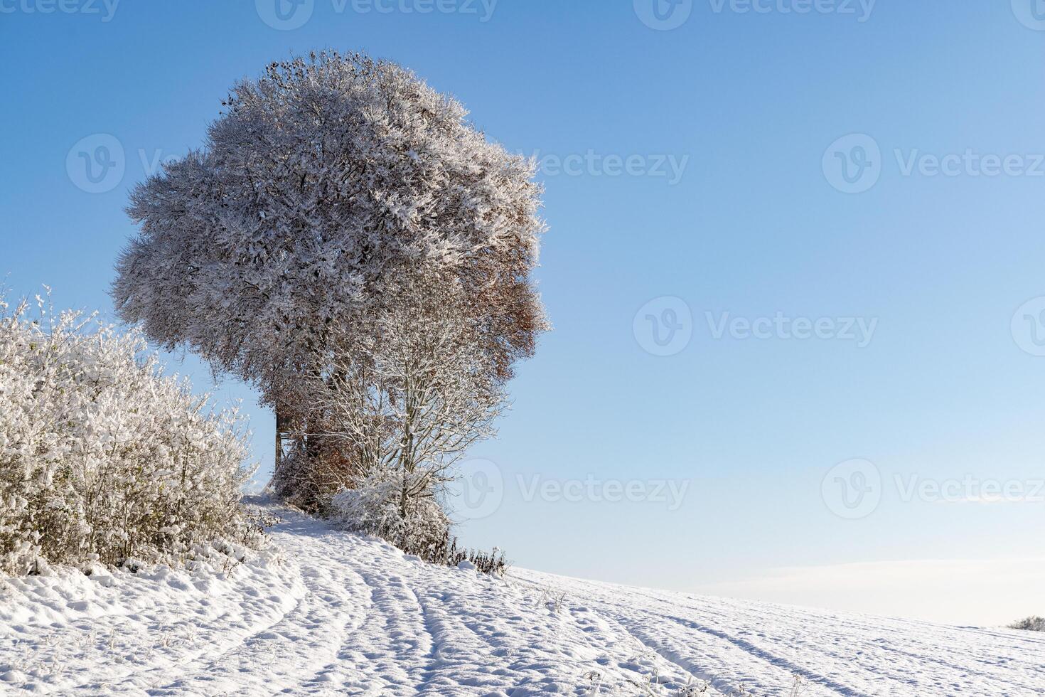 Bald trees covered with hoarfrost stand on snowy hills in the su photo