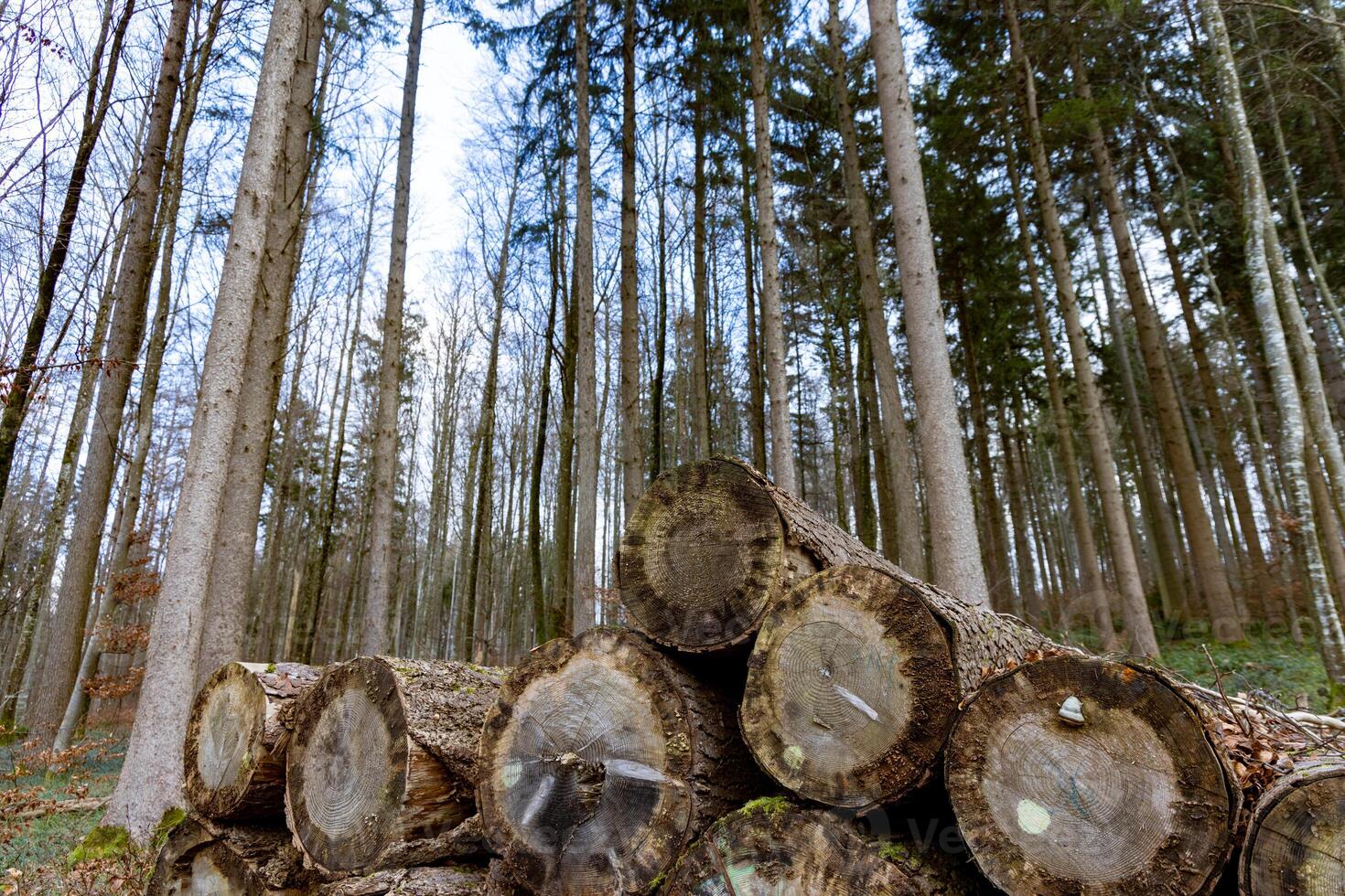 large logs in a dense autumn forest photo