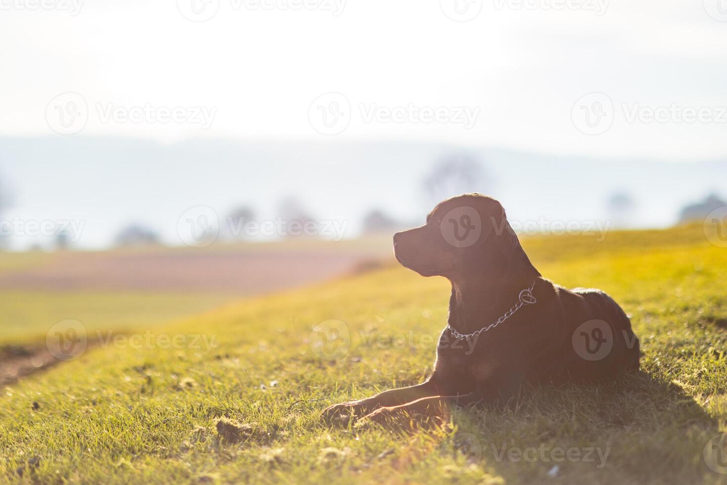 Rottweiler lies on a green hill on a sunny evening photo