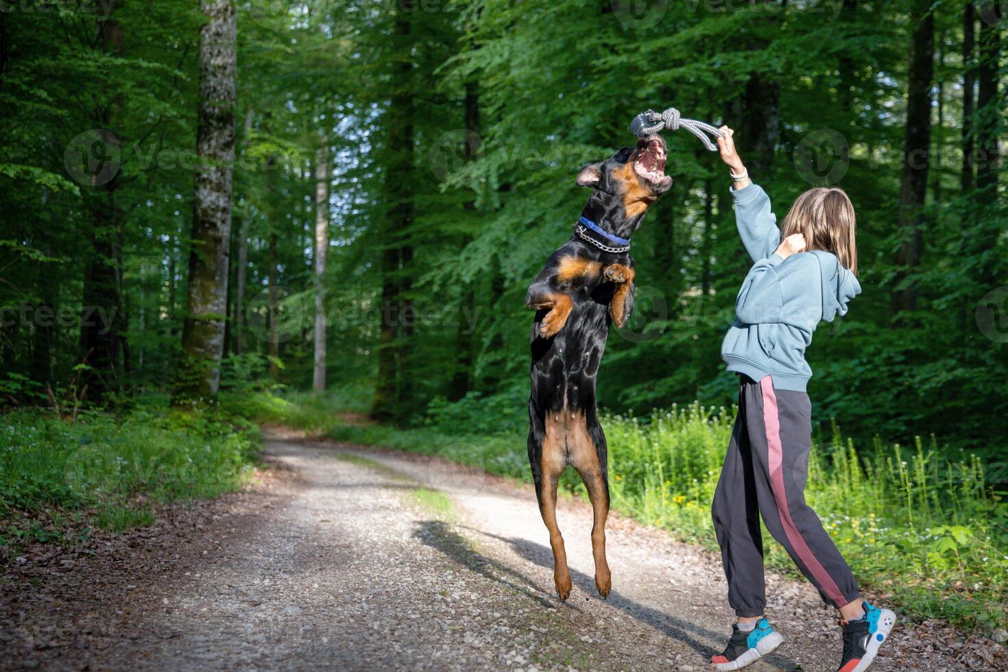 A dog of the Rottweiler breed tries to catch a ball held by a little girl in a forest photo