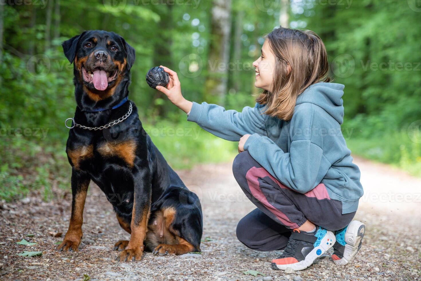 A little girl plays a ball-toy with her dog of the Rottweiler breed on a path in a forest photo