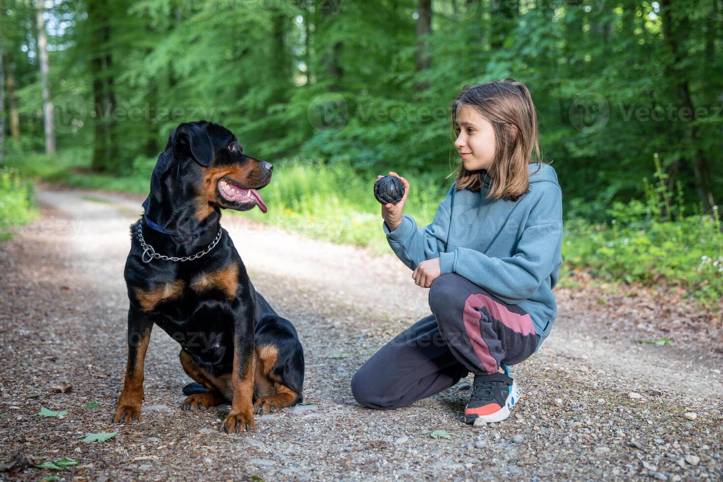 A little girl plays with her dog of the Rottweiler breed on a path in a forest photo