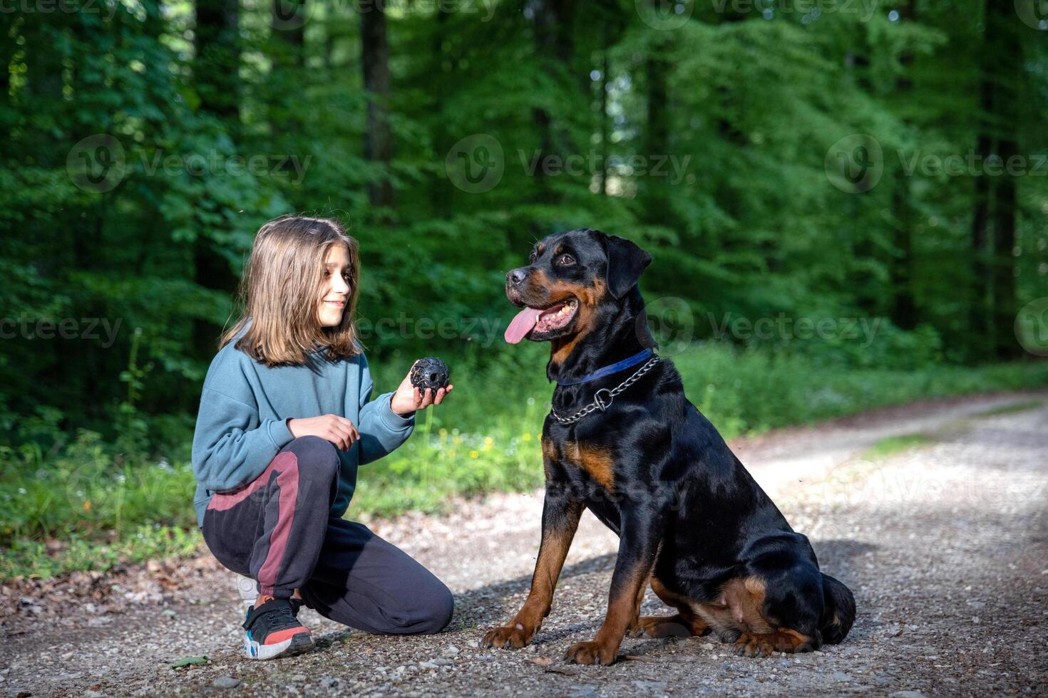 A girl plays with a ball-toy with her dog of the Rottweiler breed on a path in a forest photo