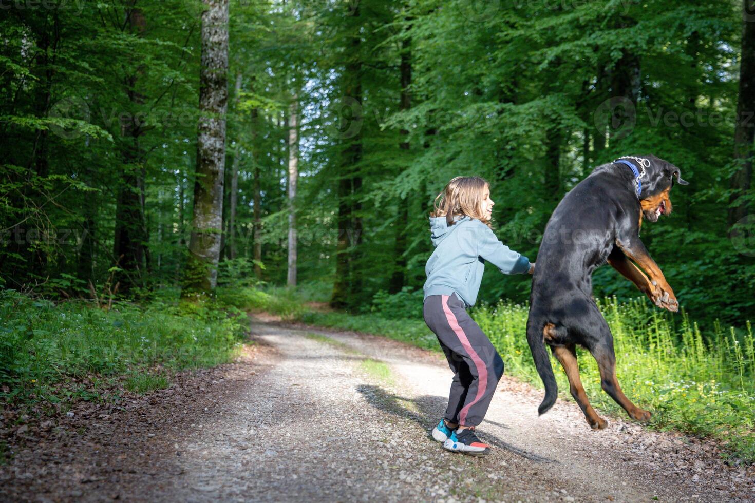 A dog of the Rottweiler breed tries to catch a ball held by a li photo