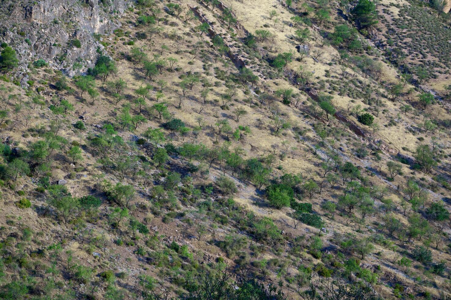 Scenic View of a Woodland Hillside with Sparse Vegetation and Young Trees in a Sunny Environment photo