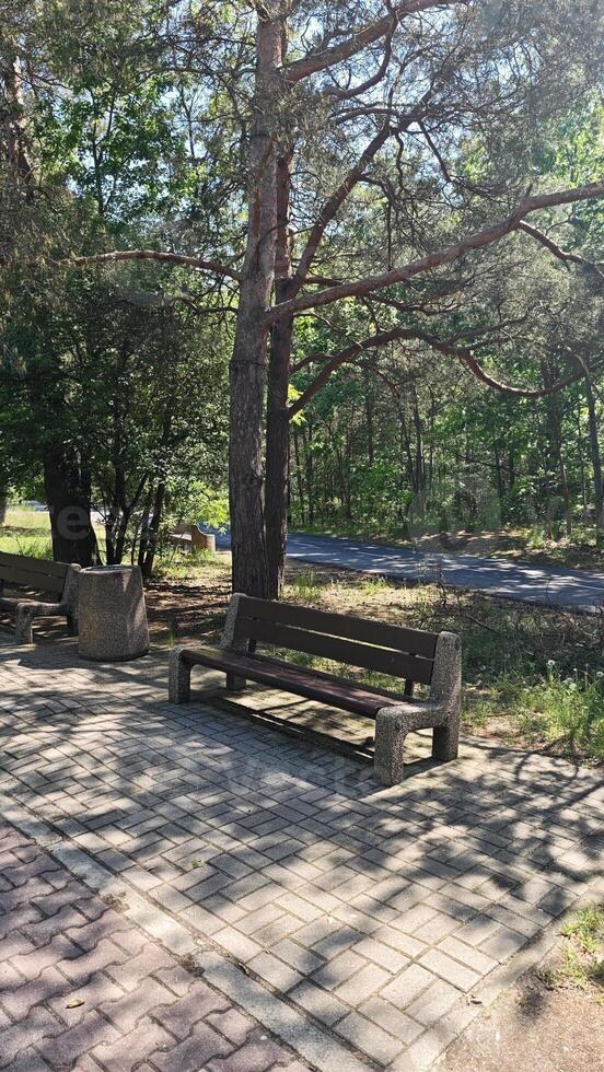 Empty park benches surrounded by tall trees and dappled sunlight on a quiet paved pathway photo