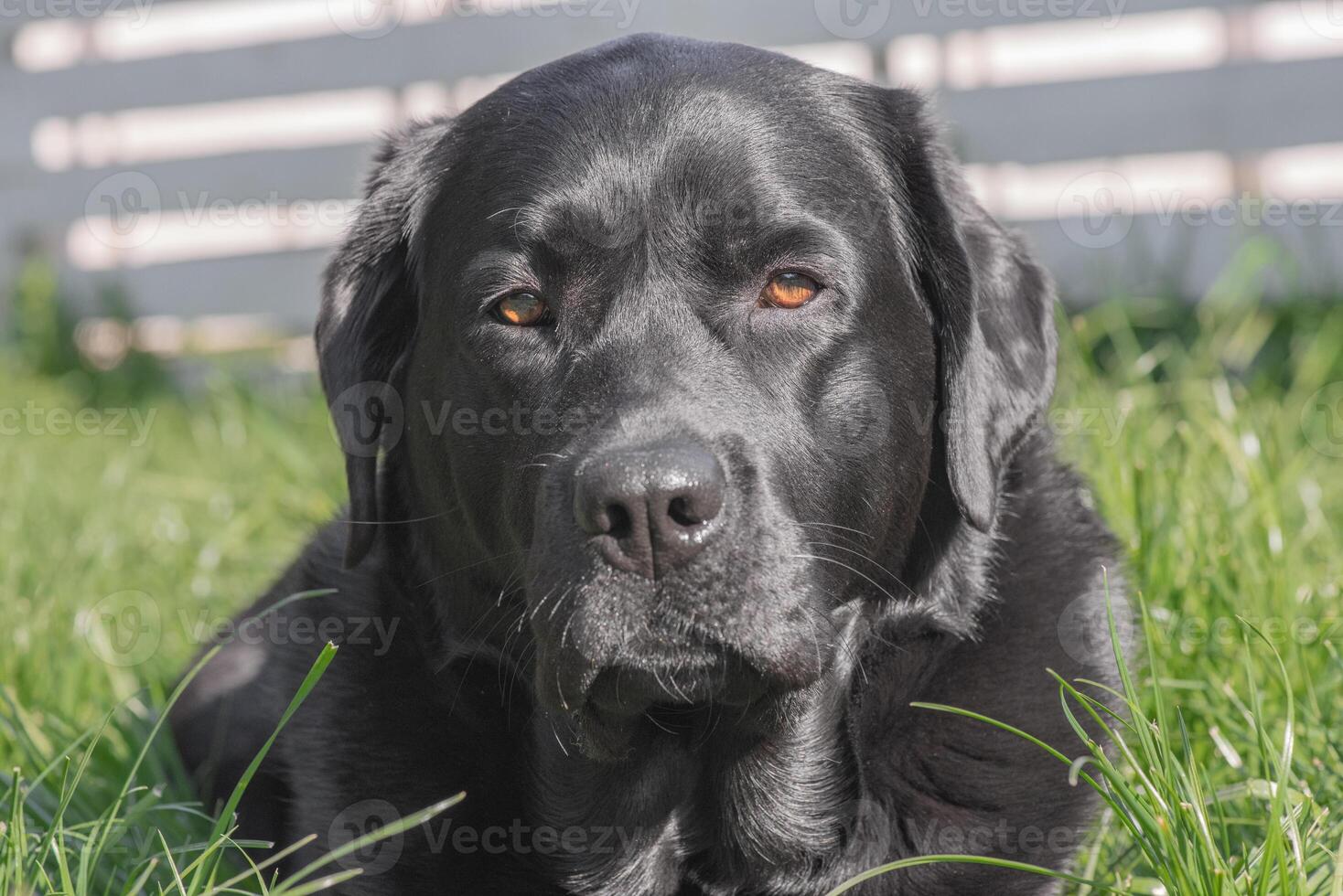 Black Labrador dog in the garden. Labrador Retriever dog, pet. photo