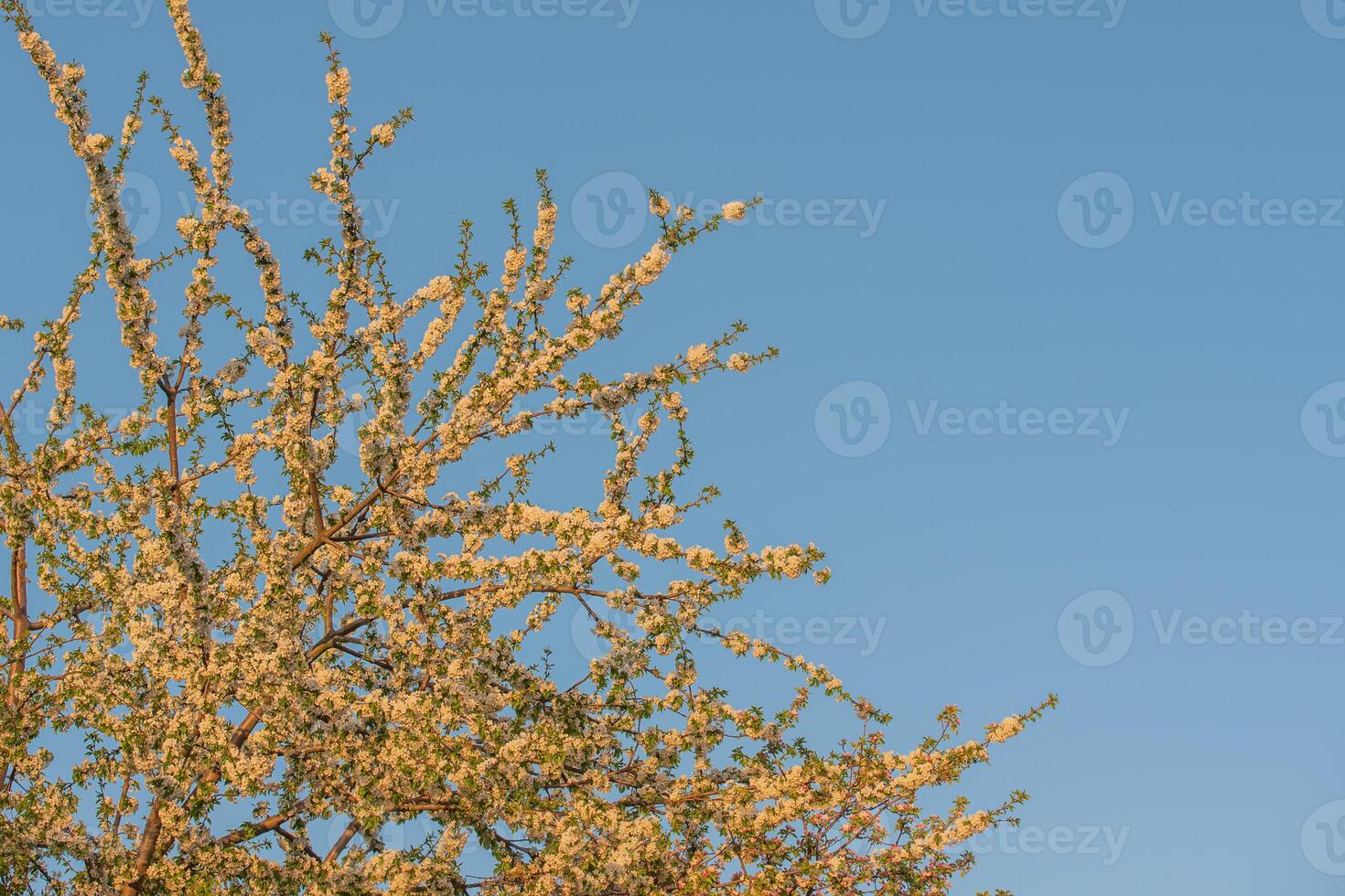Cherry tree blossoms against the sky in spring. photo