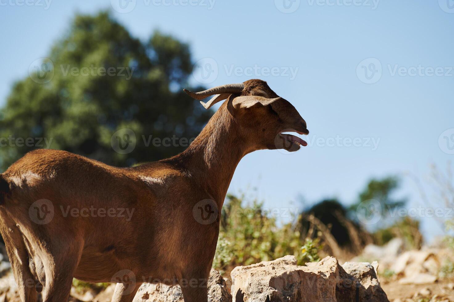 Brown Goat Posing on Rocky Terrain Against a Clear Sky photo