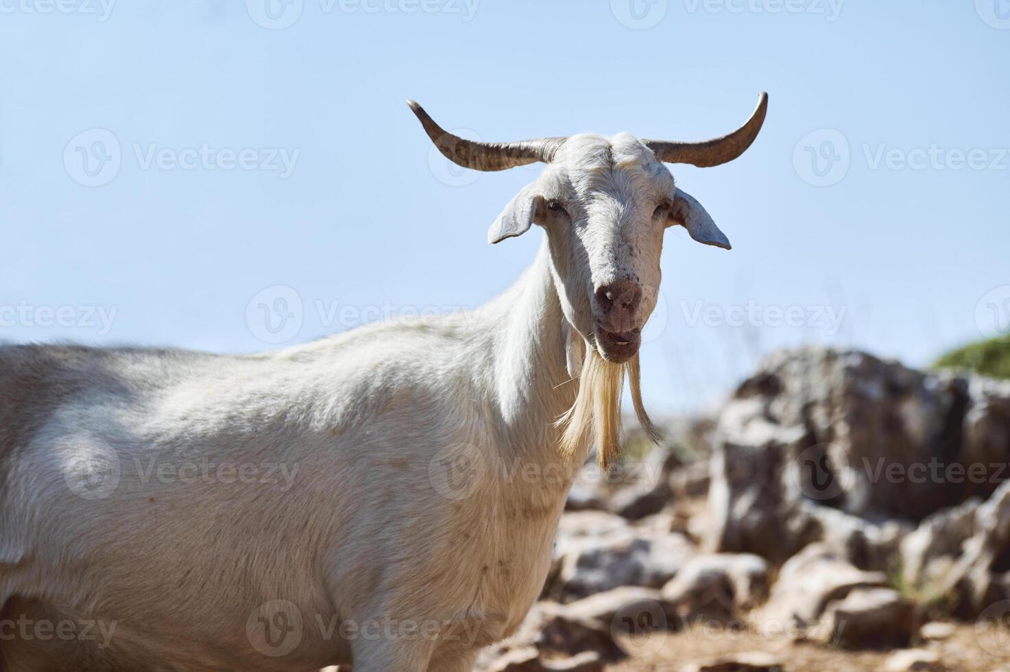 Majestic White Goat in Natural Rocky Terrain on a Sunny Day photo