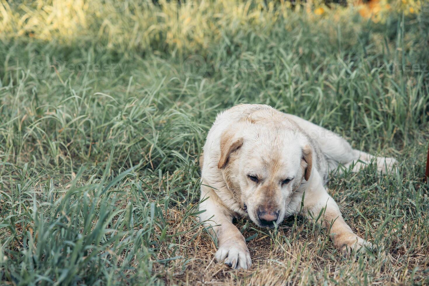 labrador lying on green grass relaxing outdoors wet fur dog in backyard garden during summer golden light resting in nature concept of pet care animal health veterinary photo